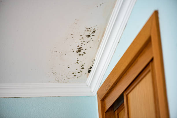 Best Mold Cleaning Services  in Galena Park, TX