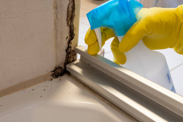 Best Professional Mold Removal  in Galena Park, TX