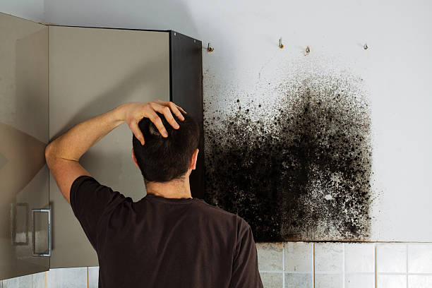 Professional Mold Removal in Galena Park, TX